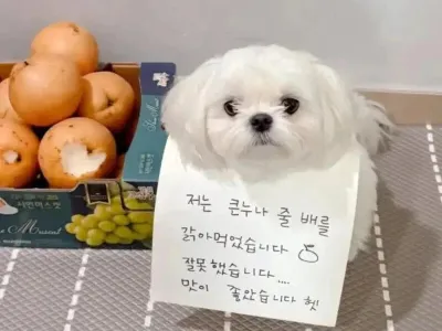 큰누나 배를 훔쳐먹은 강쥐 .jpg