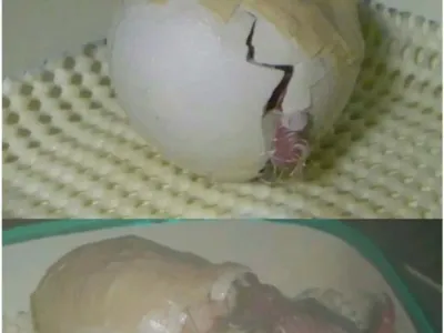 희귀종 새의 알이 깨져서 수선해서 살려냄.jpg