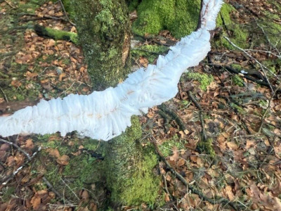 진짜 신기한 자연발생 얼음 형태.jpg