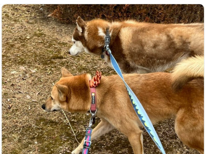 개산책 하다 취객 한테 시비 털렸어