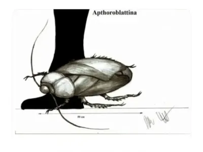 고대 바퀴벌레 크기