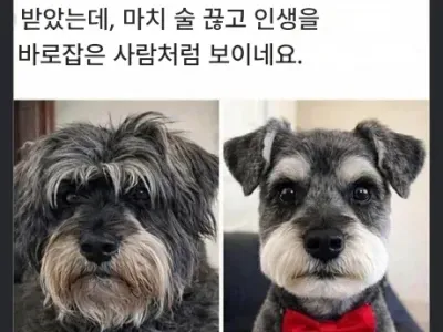 오랜만에 댕댕이 미용실을 다녀왔더니.