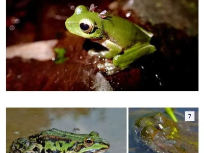 혐)모기가 흡혈 가능한 생물들