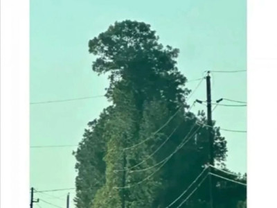 이 사진에서 무엇이 보이나요?.jpg