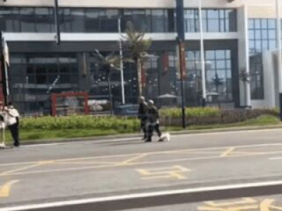 산책하는 노인 개물림 사고