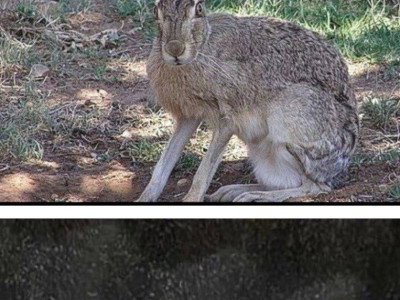 왜 여우상 여자가 인기많은지 알거같음