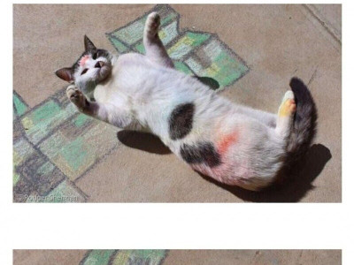 고양이 몸에 낙서 하는 범인