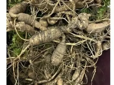 미국에서 산삼이 유명 하지 않은 이유