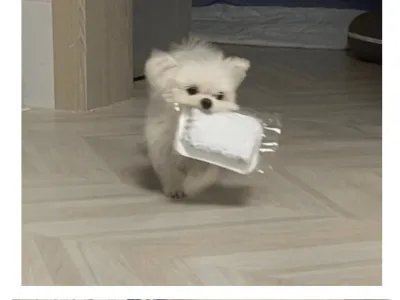 이거 빨리 뜯어달라는 강아지