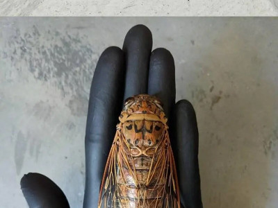 세계에서 가장 큰 매미 '메가폼포니아'