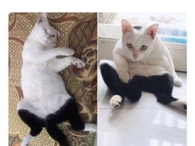 바지입다가 귀찮아서 그냥 태어난 고양이