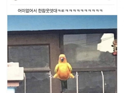 내친구 길가다 앵무새본썰