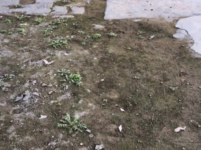 만져달라는 강아지