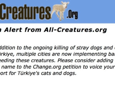 국내도입이 시급한 튀르키예(터키) 근황 feat. 국제 청원