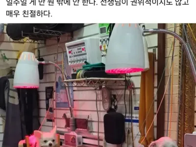 한의원에서 침 치료 받는 강아지들.jpg