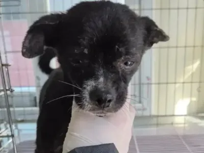 유기견들 입양 전후 표정 차이.jpg