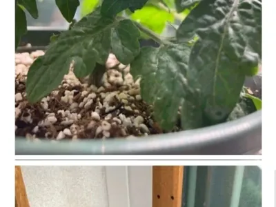 겨울에 방울토마토 키우기 숙제를 준 유치원에 분노한 부모