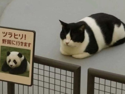 이력서에 거짓말을 썼지만 어쨌든 취업에 성공했을 때