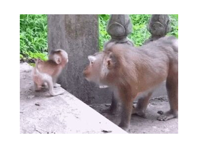 지 새끼가 이뻐죽는 어미 원숭이