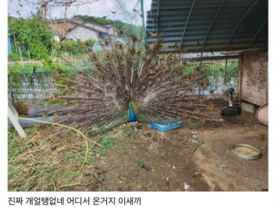 어느 시골집 마당에 들어온 야생 조류