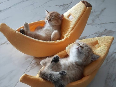 편안해 보이는 냥이 침대