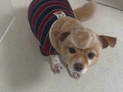 이마에 이상한 자국이 있는 개