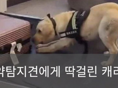 공항 마약 탐지견에게 딱걸린 캐리어에서 나온 물건
