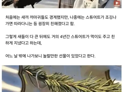 은혜갚은 까마귀.jpg