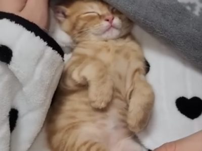 고양이 애기 때부터 자는 동안에 발톱을 깎아주면 커서