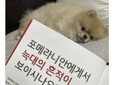 의외로 늑대의 후손