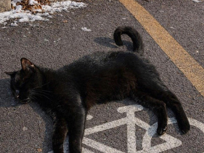 자면서 자전거 타는 고양이 발견