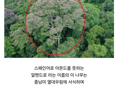 경쟁자를 죽이기 위해 일부러 번개를 맞는 나무