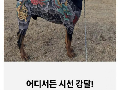 이레즈미 강아지옷 후기