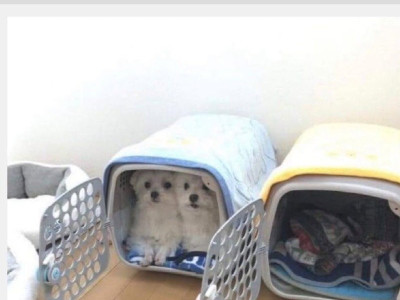 싸우지 말라고 두 개씩 샀는데