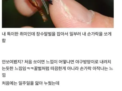 장수말벌에 중독된 디시인