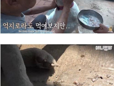 친구를 떠나보내 금식하는 개