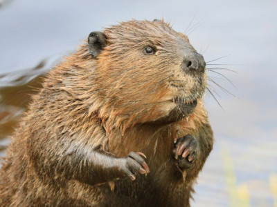 사라진 비버를 복원하고 싶었을 뿐인데...