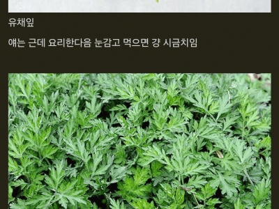 우리나라에서 먹는 나물들