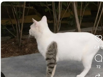 길에서 이런 고양이 만나면 도망가야함
