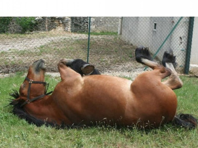 말은 어떻게 잘까요?