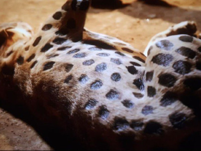 표범에게서 댕댕이를 지키기 위한 아프리카 부족의 묘책