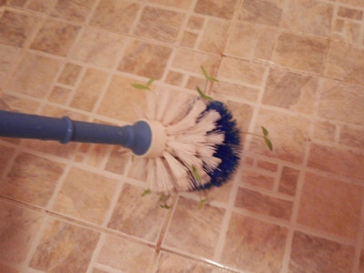 참외 먹은놈 나와.jpg (부제 : 씨1 발아)