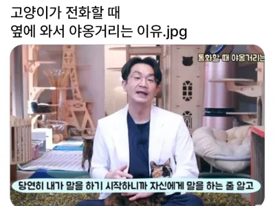 고양이가 전화할때 옆에서 야옹하는 이유