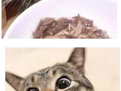 간식 줄 맛난다냥