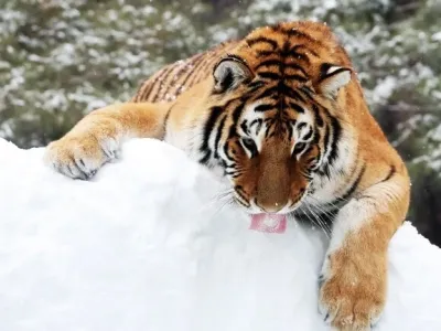 사람을 너무 좋아해서 한반도에서 멸종당한 생물