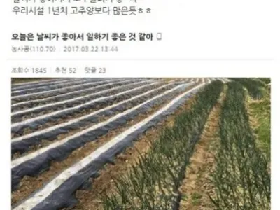 딸기밭 공익
