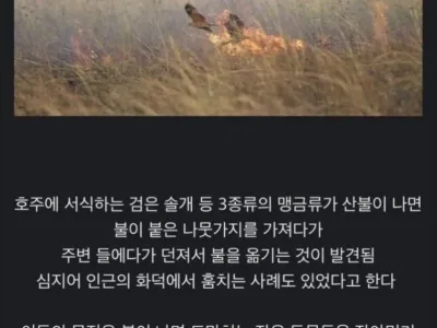 방화범 레전드
