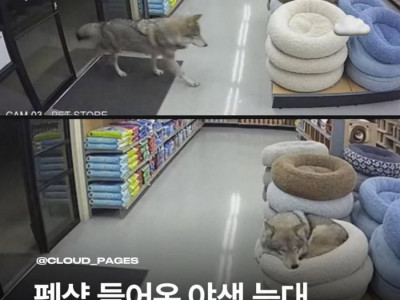 밤늦게 애견용품점에 들어온 늑대
