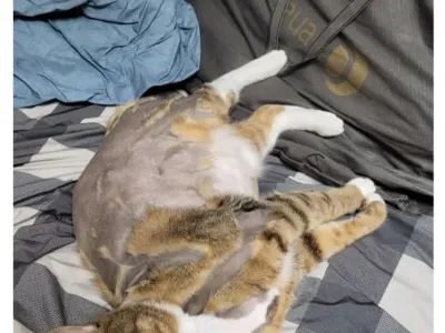 고양이 셀프 컷 대참사