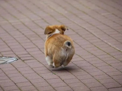 귀여운 강아지 뒷모습이나 보고 가시죠